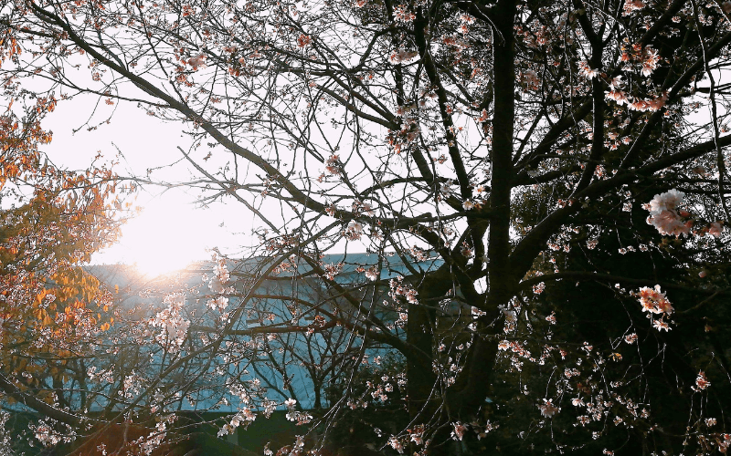 飛鳥山公園・桜