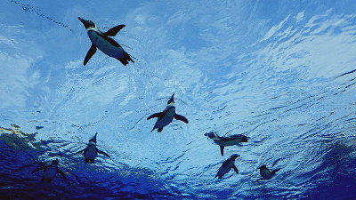 サンシャイン水族館・天空のペンギン