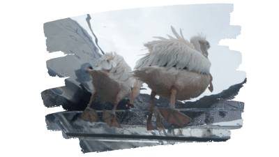 サンシャイン水族館・モモイロペリカン