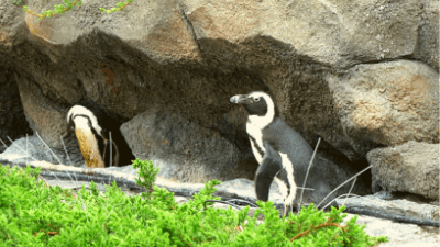 サンシャイン水族館・草原のペンギン