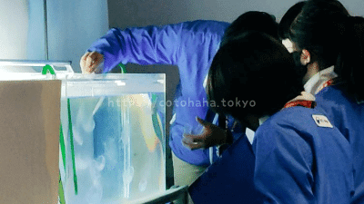 キッザニア東京「水族館飼育員(クラゲのお世話)」