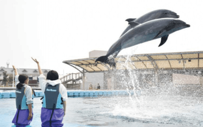 横浜・八景島シーパラダイス「イルカとあそぼう」